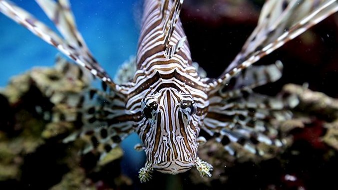 Lionfish: Eating the Enemy