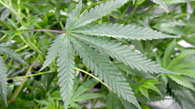 Chuck Schumer Introduces Bill to Decriminalize Marijuana at Federal Level