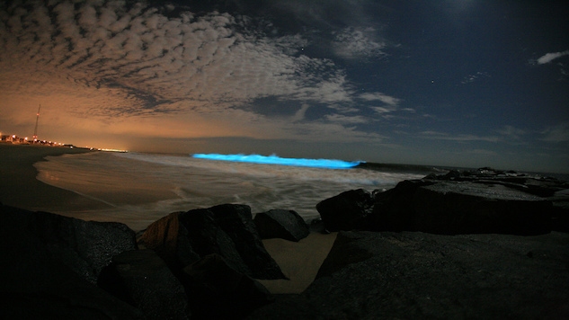Bioluminescence Touches the Shores of Tasmania