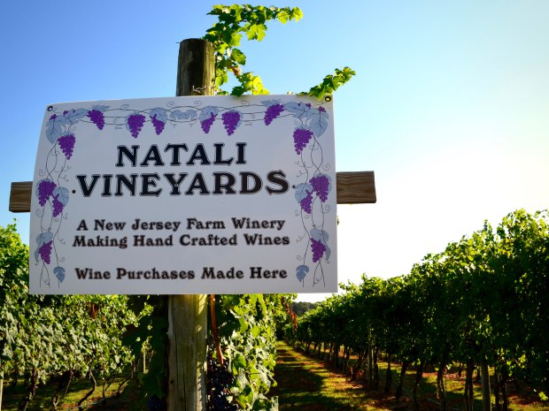 Natali-Vineyards-credit-jenn-hall.jpg