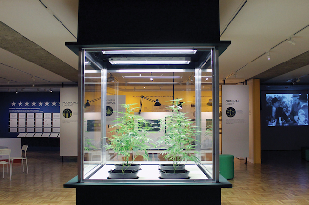 Oakland Museum's AlteredState Exhibit-Marijuana Plants.jpg