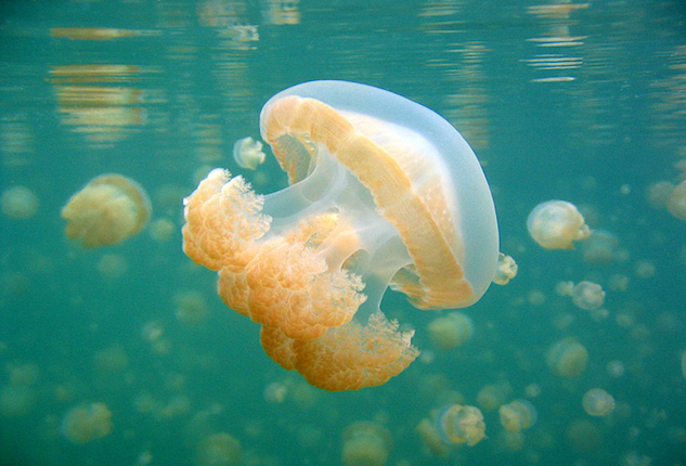 Palau Breakout Jellyfish.jpg
