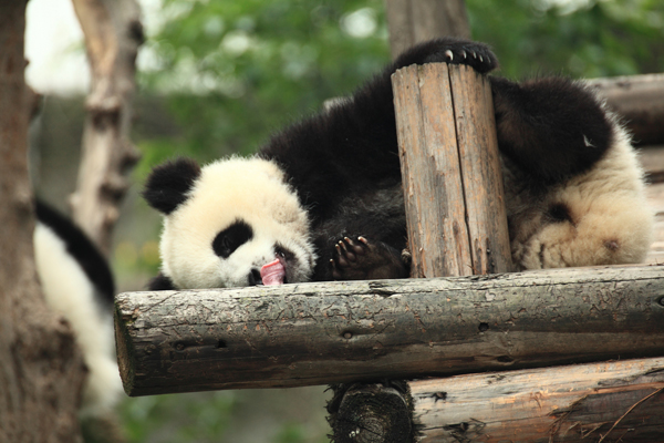 Panda_China.jpg