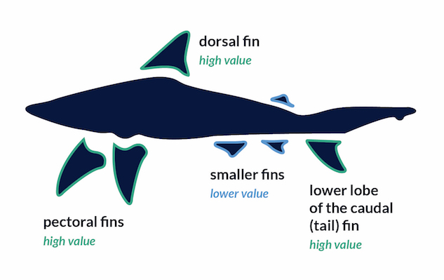 Parts of the Shark Graphic.jpg