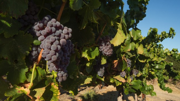 Paso Robles Wine Country Donates Fire Relief Funds to North Coast Charities