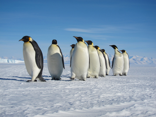 Penguins_Antarctica.jpg