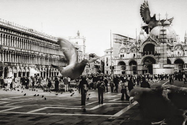Pigeons_Venice_David Blackwell.jpg