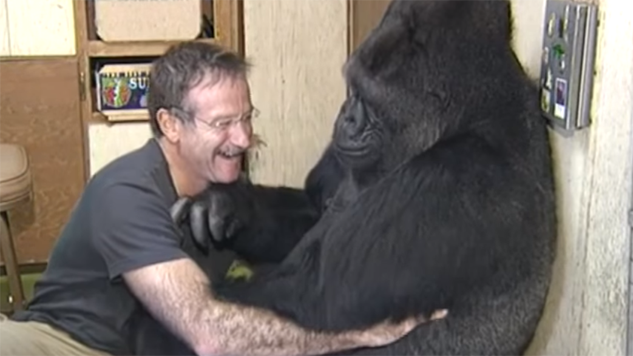 Koko the Gorilla Dies at 46