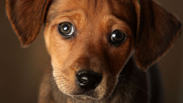 Anti-Vaxxers Have a New Group They Want to "Protect" From Autism: Dogs