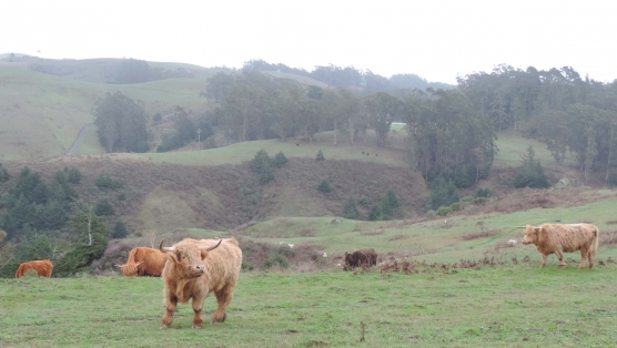 Salmon Creek Pastoral (2).jpg