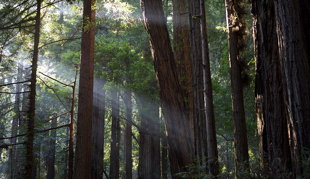 San Fran Parks Muir Woods.jpg