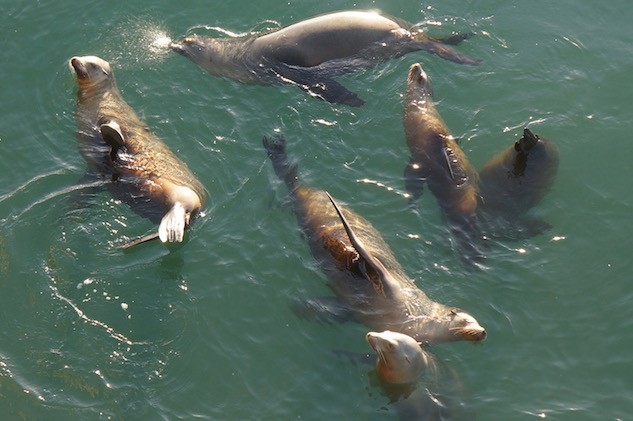 Sea lions off the wharf.jpg