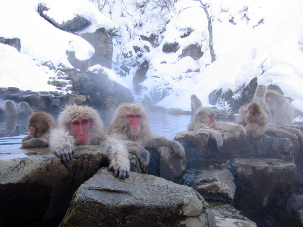 Snow_Monkey_Jigokudani_Nagano_Japan.jpg