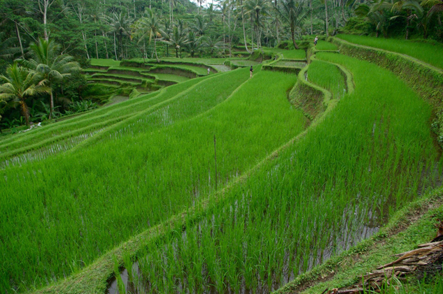 Tegallalang Rice Terraces.jpg