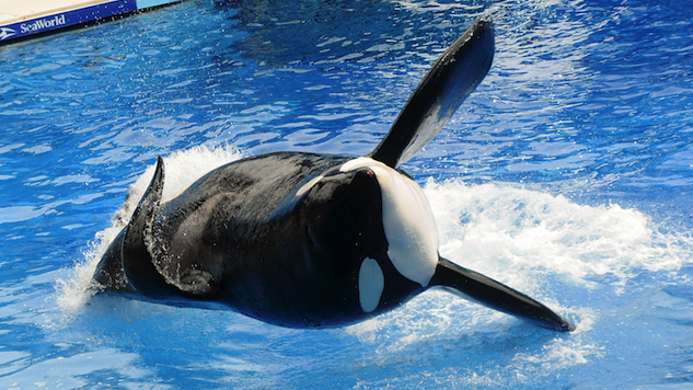 SeaWorld Orca and <i>Blackfish</i> Inspiration Tilikum Dies