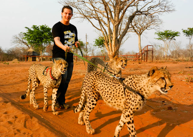 Zambia-cheetahs.jpg