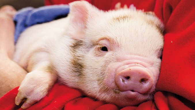 Are "Therapy Pigs" the Newest Airport Addition?