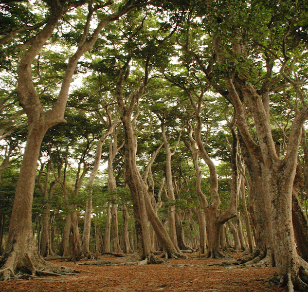 andaman trees.jpg