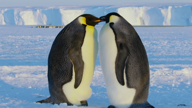 BBC Earth Filmmakers Stop Filming <i>Dynasties</i> to Save Penguins