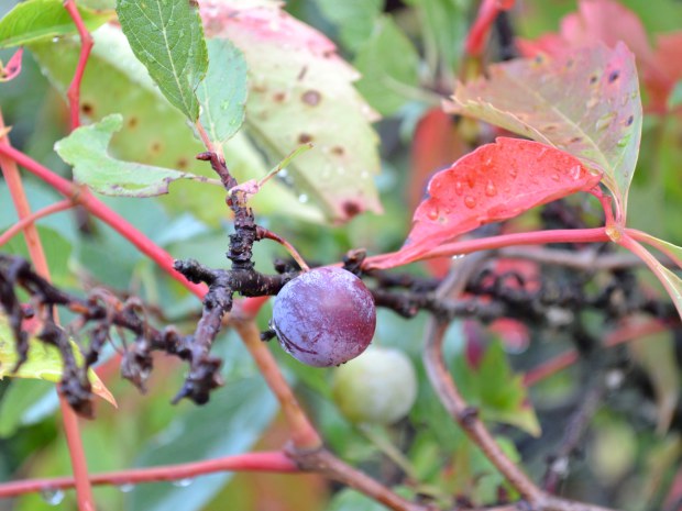 beach-plums-and-poison-ivy-credit-jenn-hall.jpg