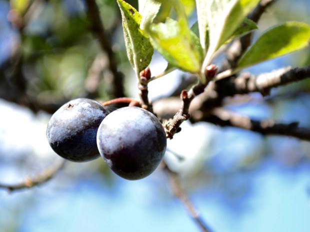 beach-plums-ripened-credit-jenn-hall.jpg