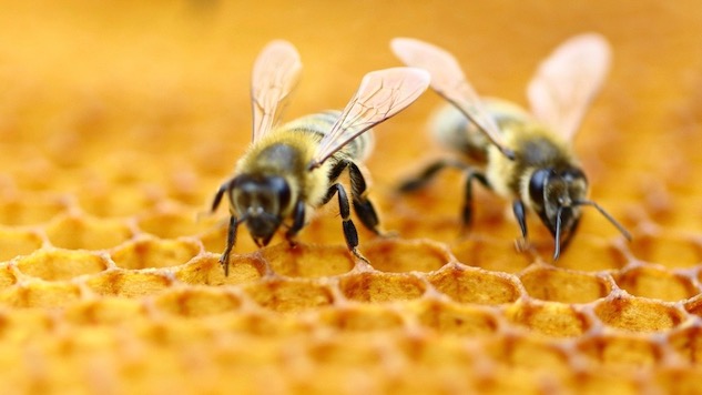 Honey Bees and Cocktails: A Match Made for Fall