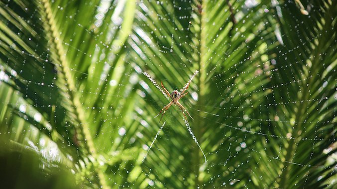 A Spider vs. Gecko Battle Showed Me the True Heart of Belize