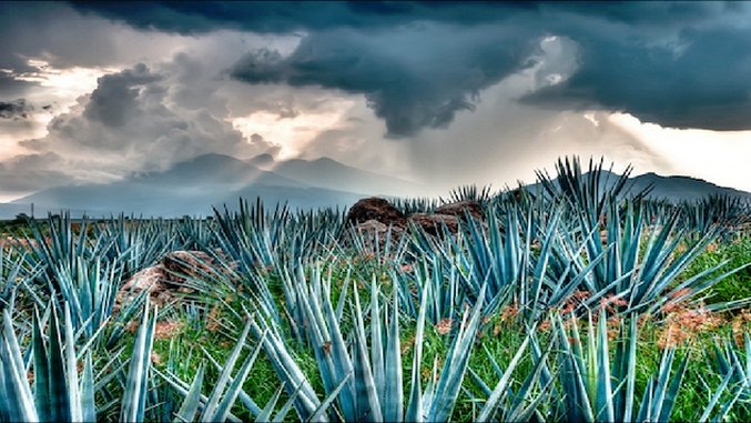 How Tequila Is Made: In Pictures