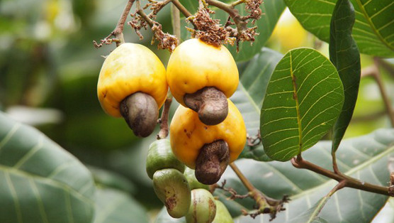 What's Up With That Food: Cashews :: Food :: Features :: Paste