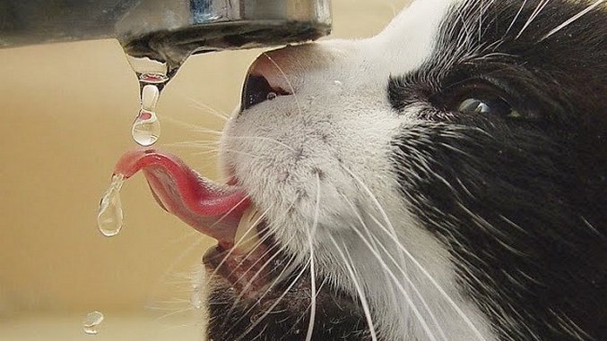 This Thirsty Cat is the Star of the Internet's Latest Photoshop Obsession
