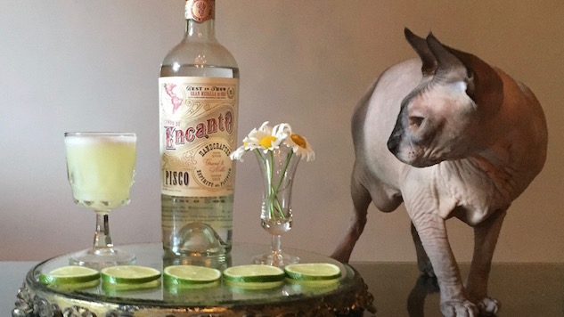 Cats and Cocktails: A Gallery