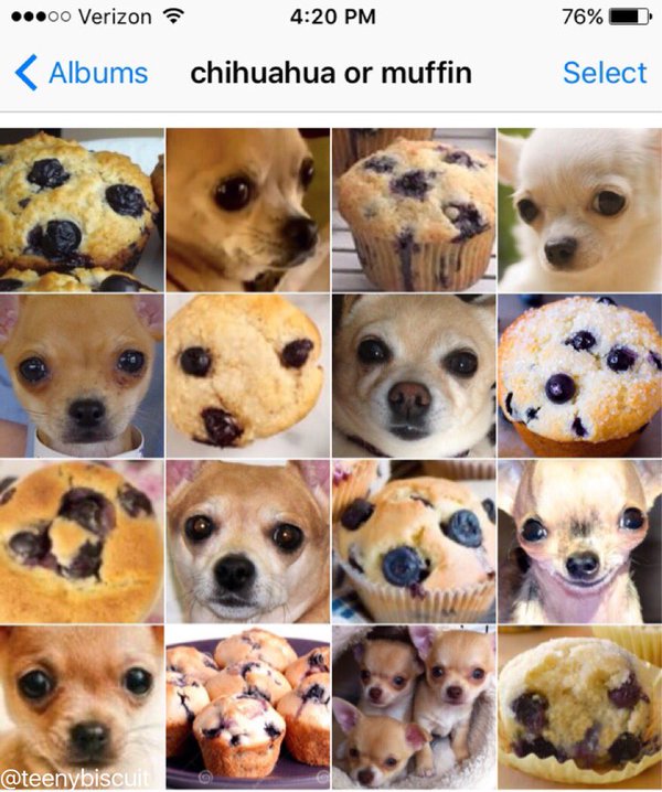 chihuahuaormuffin.jpg