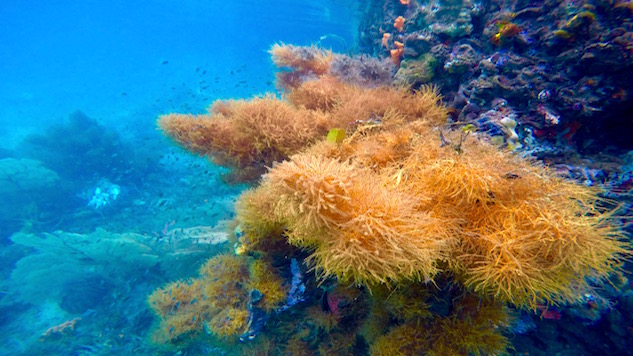 Shipwreck Damages Indonesian Coral Reef