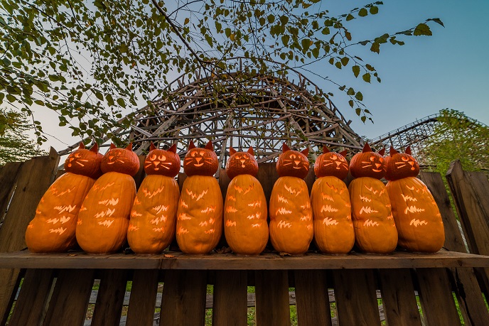 dollywood luminights cat pumpkins.jpg