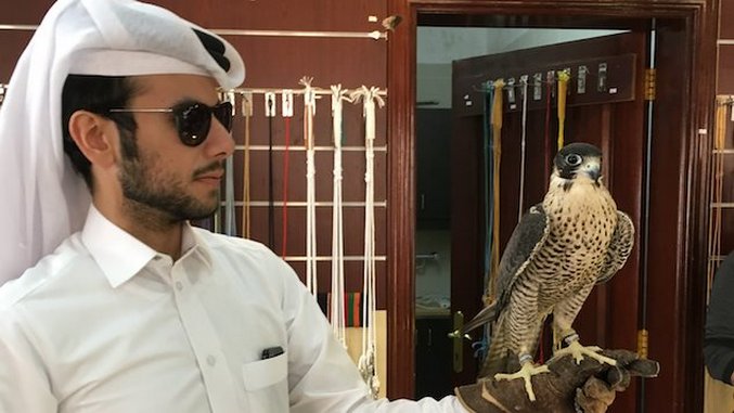 Qatars Fascinating Fixation With Falcons Paste