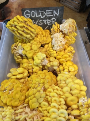 golden oyster shrooms (300x400).jpg