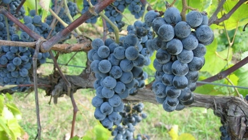grapes (500x282).jpg