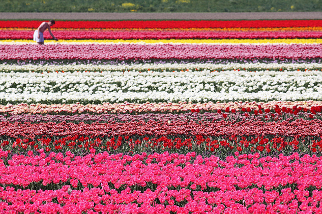 holland-tulip-fields.jpg