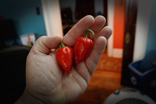 hot pepper friend.jpg