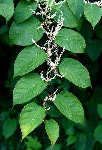 knotweed (204x300).jpg