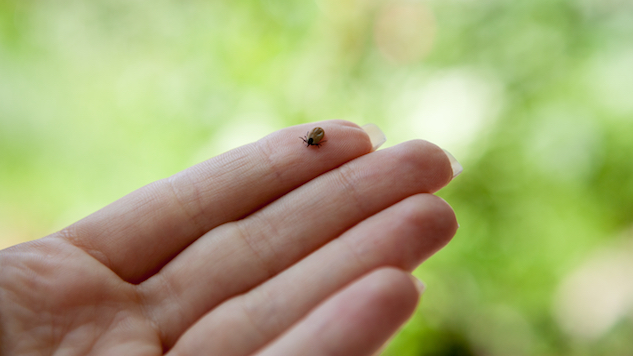 6 Myths About Lyme Disease Debunked