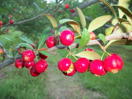 7 Wild and Wonderful Indigenous American Fruits - Paste Magazine