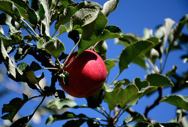 new mexico apple.png