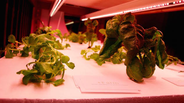 Fish Poop and Fungi Minifarms Are the Future of Urban Agriculture