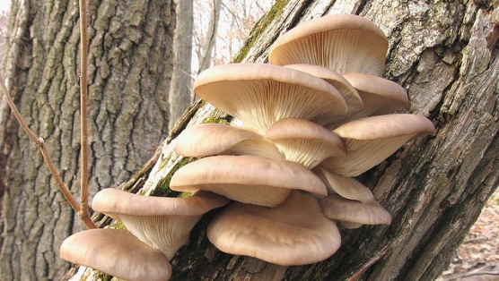 oyster mushrooms by a.bower.jpg