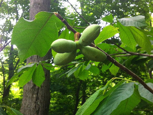 5 Ways to Get Your Pawpaws on This Season :: Food ...