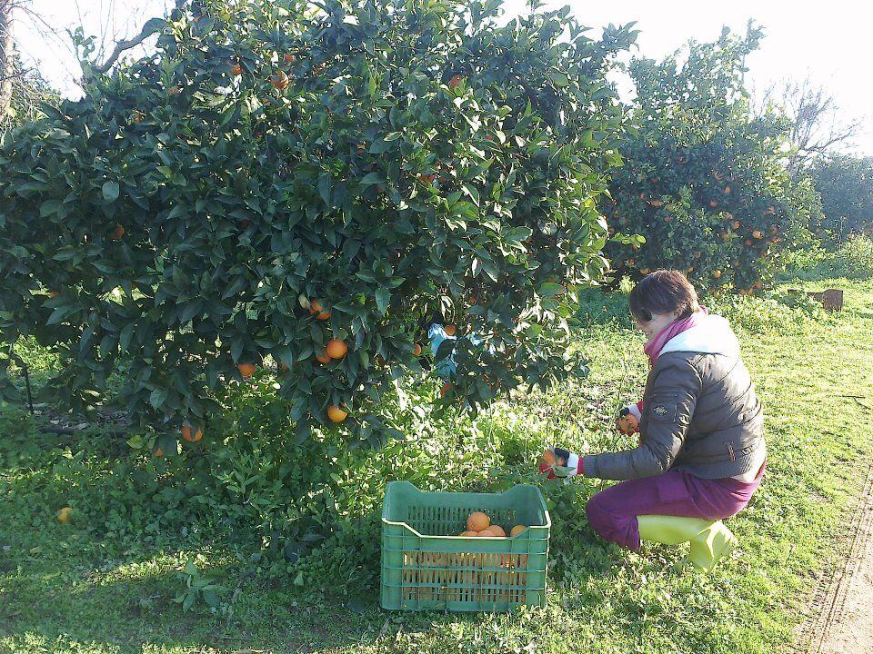 picking oranges.jpg