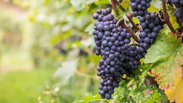 52 Wines in 52 Weeks: Pinot Noir is the Heartbreak Grape