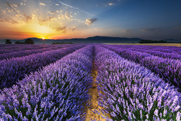 provence-lavendar-fields.jpg