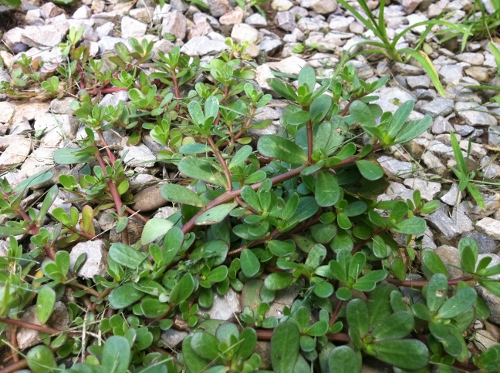 purslane (500x373).jpg